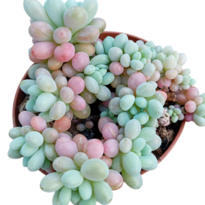 Pachyphytum Rococo Cluster
