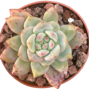 Echeveria Ariel