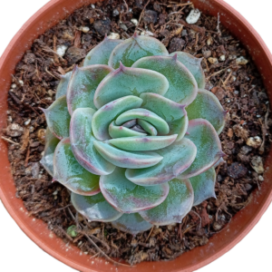 Echeveria Sugar Onslow