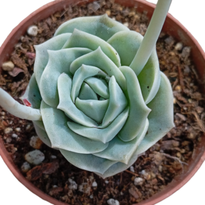 Graptoveria Lovely Rose