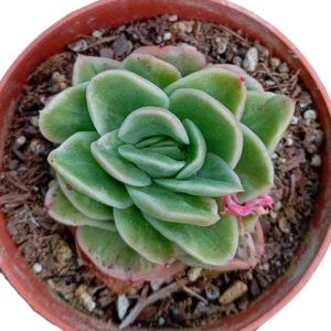 Echeveria Ice Rose Variegada
