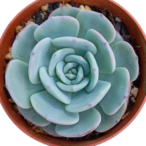 Echeveria Montblanc
