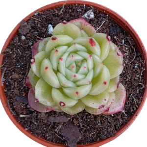 Echeveria Phoenix Fire