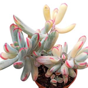 Cotyledon Orbiculata Dinteri Variegado Cluster