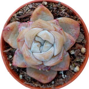 Echeveria Ice Soul