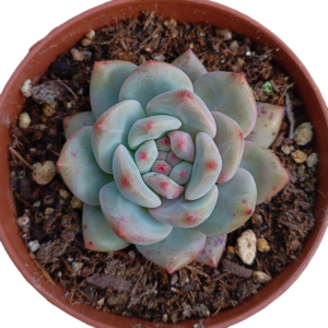 Echeveria Ariel