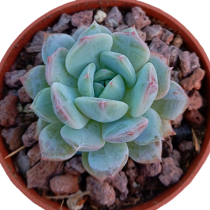 Echeveria Sea Salt Mint