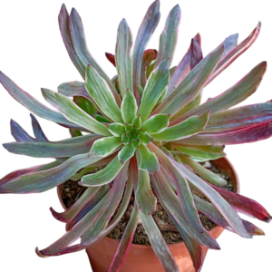 Aeonium Poison