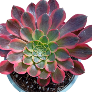 Aeonium Morning Glow