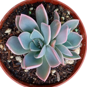 Echeveria Little Fairy