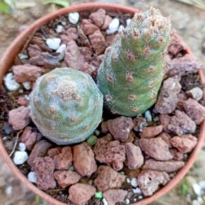 Tephrocactus Strobiliformis