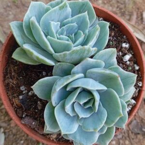 Echeveria Silver Queen Variegada
