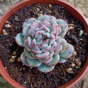 Echeveria Marcel