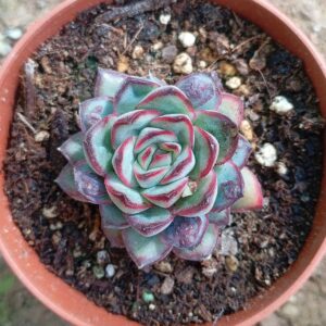 Echeveria Pulidonis Christmas Bumps