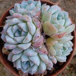 Echeveria Sea Dream Cluster