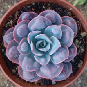 Echeveria Raindrops