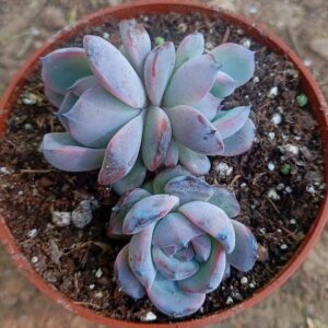 Echeveria Dark Opal II
