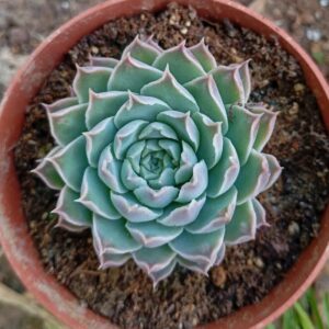 Echeveria Heart Choice