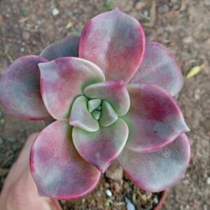 Graptopetalum Foei Gras II