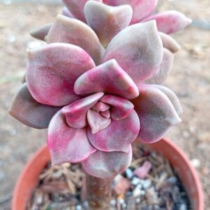 Graptopetalum Foei Gras