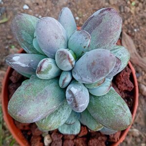 Cotyledon Orbiculata Leopard Variegado