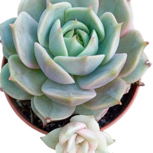 Echeveria Lake Baikal Variegada (IX)