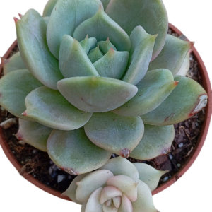 Echeveria Lake Baikal Variegada (VIII)