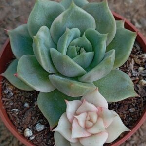 Echeveria Lake Baikal Variegada (VII)